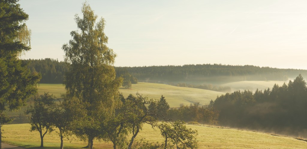 ♡ #10 The birch&nbsp;tree